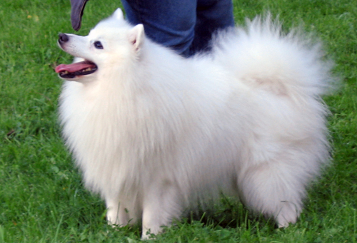 Isumi's Shiro Chi Kara Corey