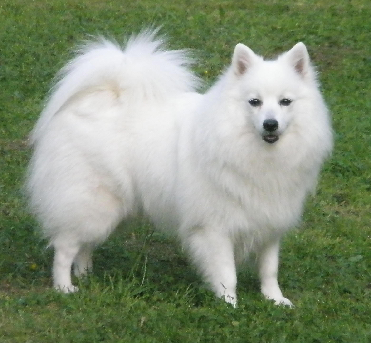 Isumi's Shiro Ginko Kara Kikuchiyo