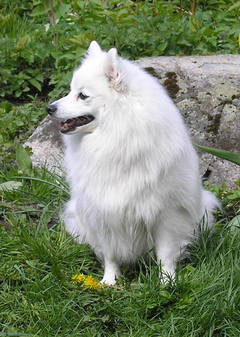 Isumi's Shiro Ginko Kara Kikuchiyo