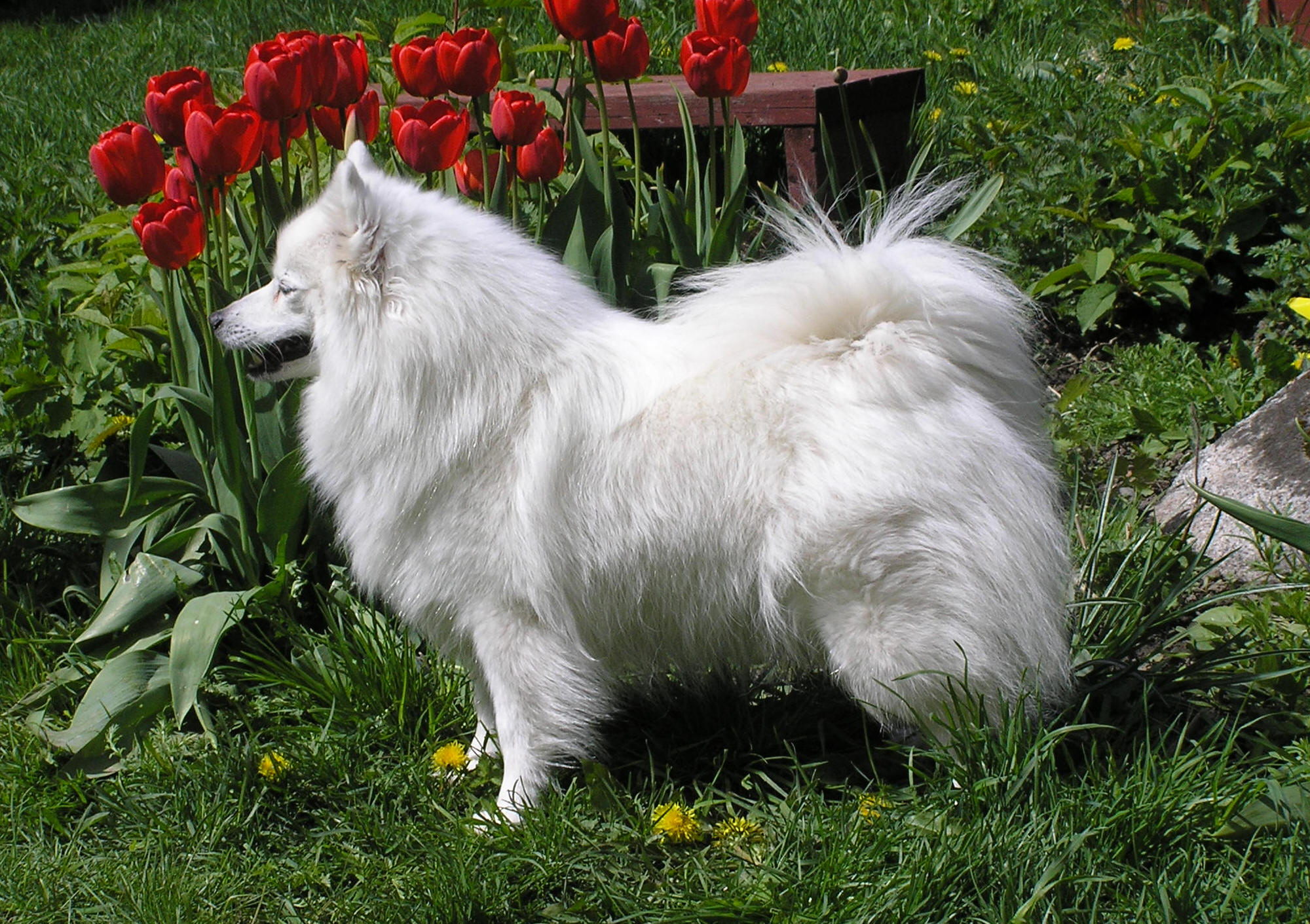 Isumi's Shiro Ginko Kara Kikuchiyo