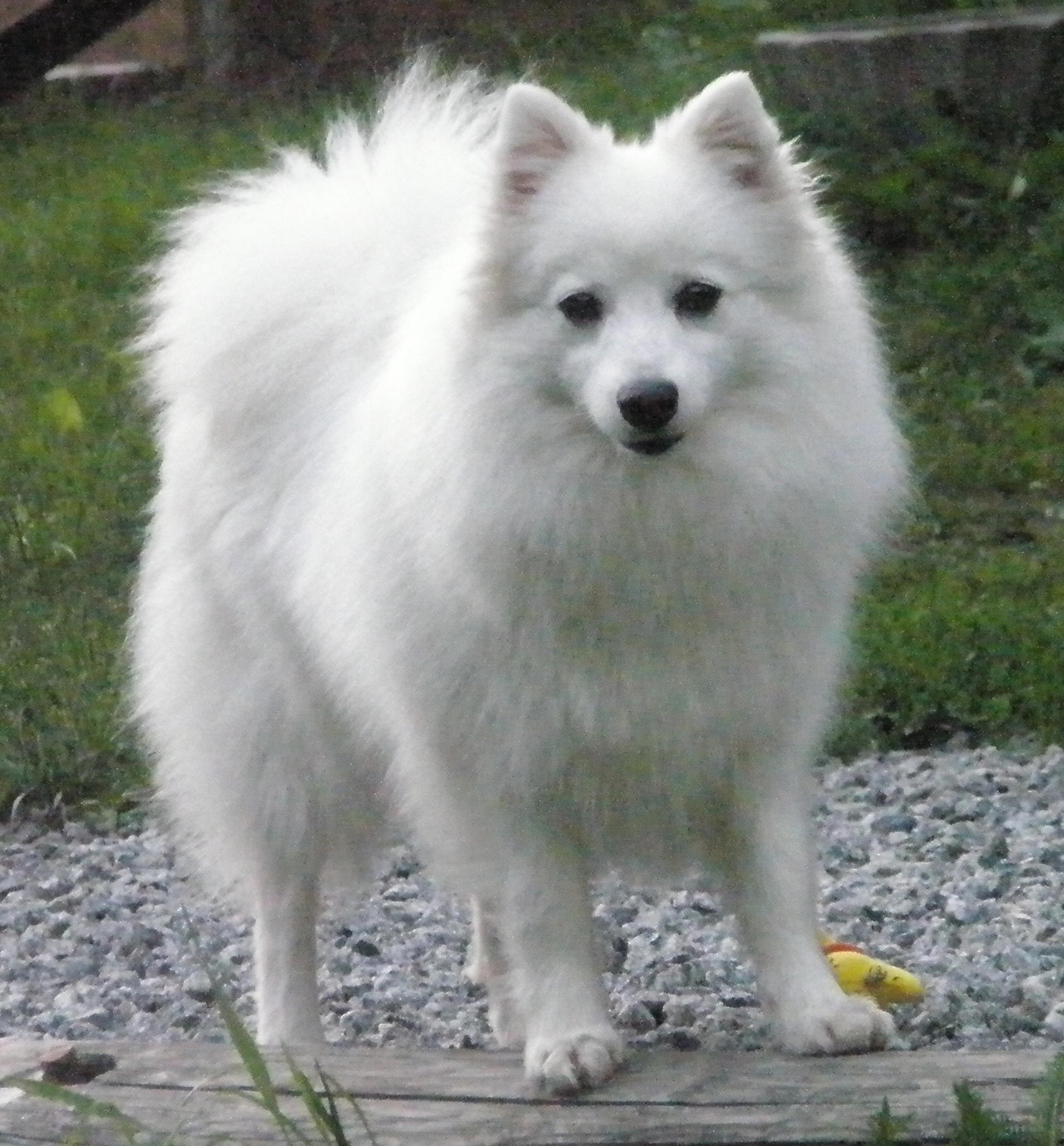 Isumi's Shiro Ichi Bizin