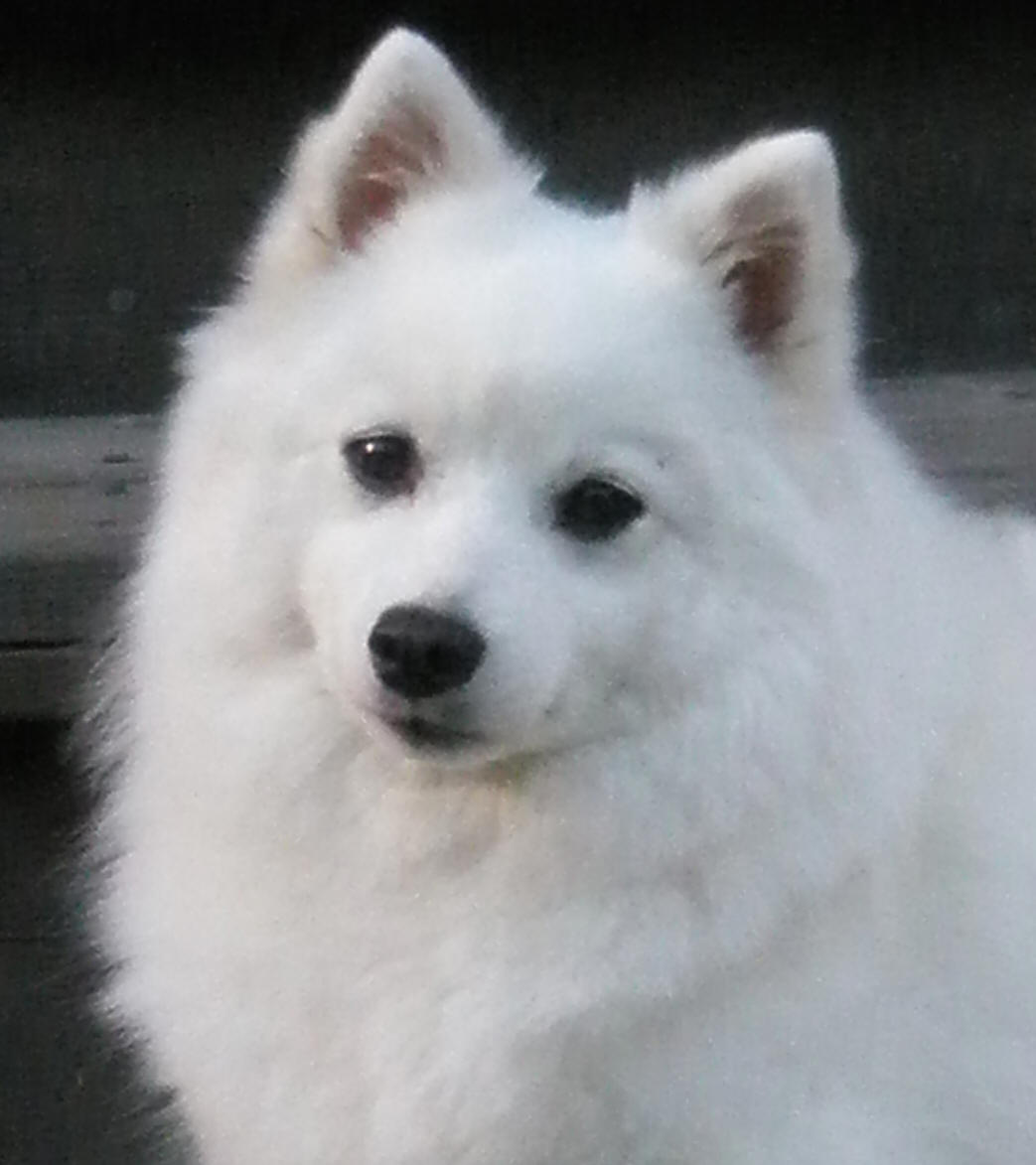 Isumi's Shiro Fairu Kuin Kara Asagi