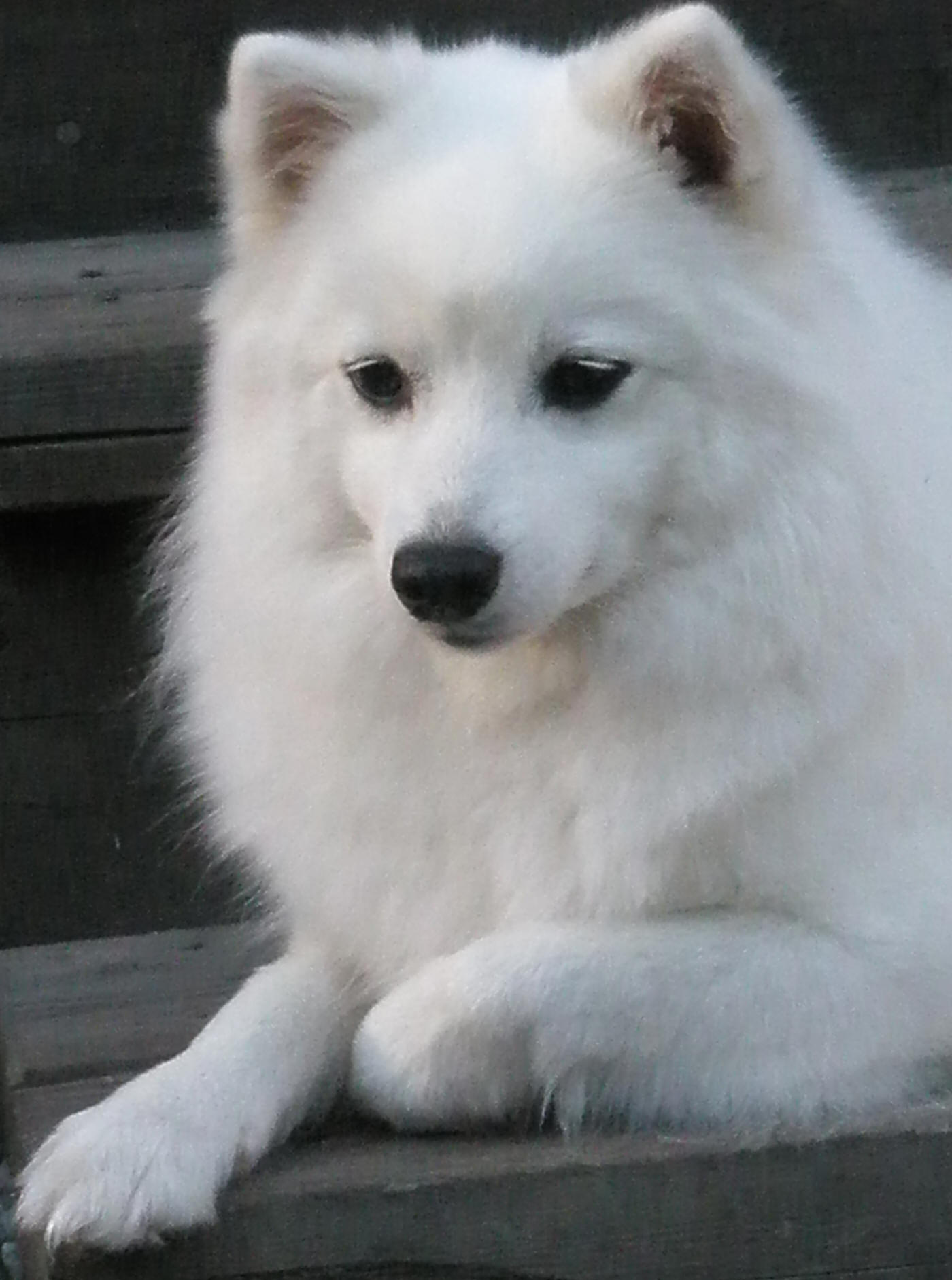 Isumi's Shiro Fairu Kuin Kara Asagi