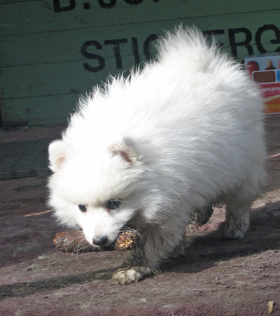 Isumi's Shiro Ichi Bizin