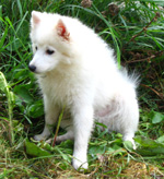 Rowleys Happy Hooligan