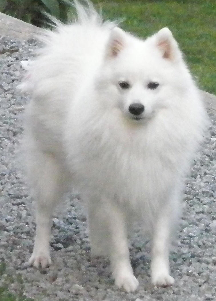 Rowleys Happy Hooligan