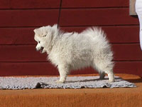 Rowleys Oriental Pearl To Isumis