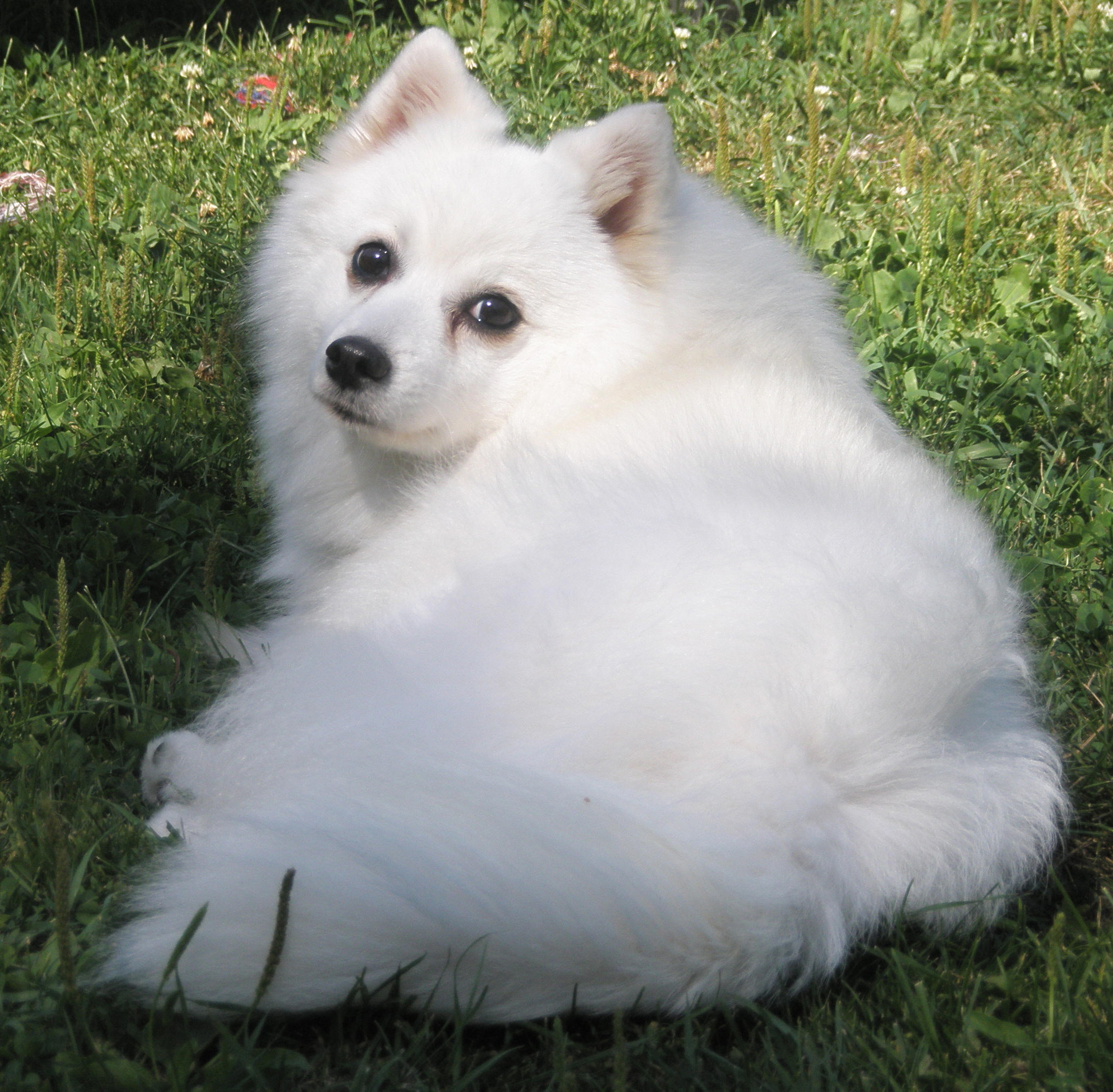 Rowleys Oriental Pearl To Isumis